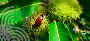 Comissão Europeia apresenta nova proposta para a PAC na 4ª Assembleia das Redes Rurais