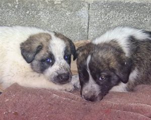 Três cachorrinhos à espera de si