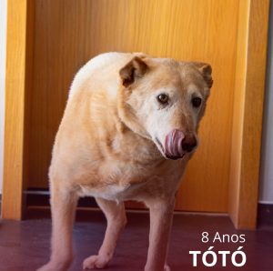 𝗢 𝗧𝗼́𝘁𝗼́ 𝘁𝗲𝗺 𝟴 𝗮𝗻𝗼𝘀 𝗲 𝘂𝗺 𝗰𝗼𝗿𝗮𝗰̧𝗮̃𝗼 𝗲𝗻𝗼𝗿𝗺𝗲 𝗮̀ 𝗲𝘀𝗽𝗲𝗿𝗮 𝗱𝗲 𝘂𝗺𝗮 𝗳𝗮𝗺𝗶́𝗹𝗶𝗮