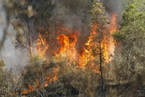 Incêndio em zona de mato mobiliza forte dispositivo em Ervões