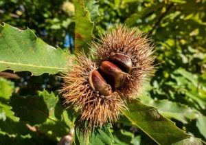 Campanha da castanha arranca mais cedo na serra da Padrela, mas produção deverá cair para metade